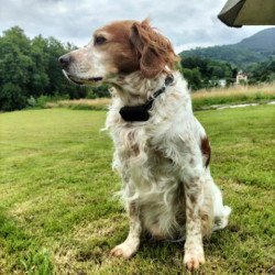 Localizador GPS para perros sin cuotas